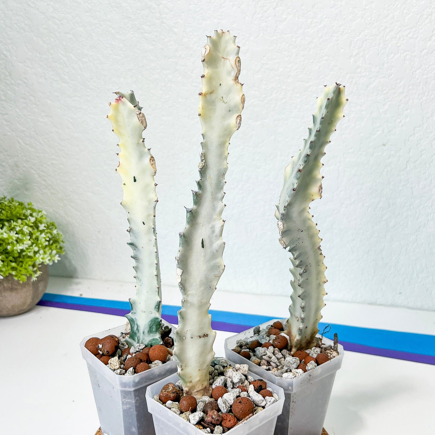 Ghost cactus (#M4) | White variegated Euphorb lactea | Indoor Plants