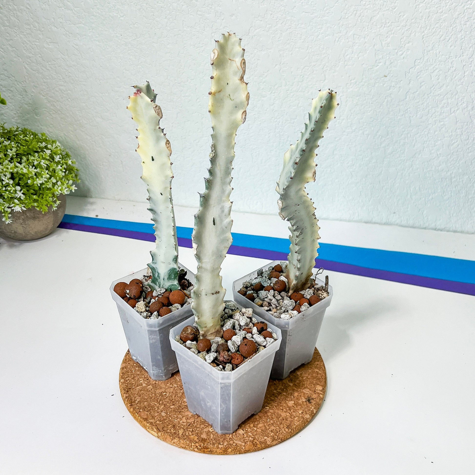 Ghost cactus (#M4) | White variegated Euphorb lactea | Indoor Plants