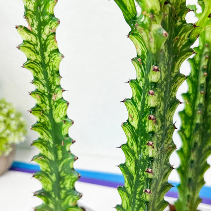 Trigona Variegated | African Milk Tree Plant | 1Pot/ 4 Plants