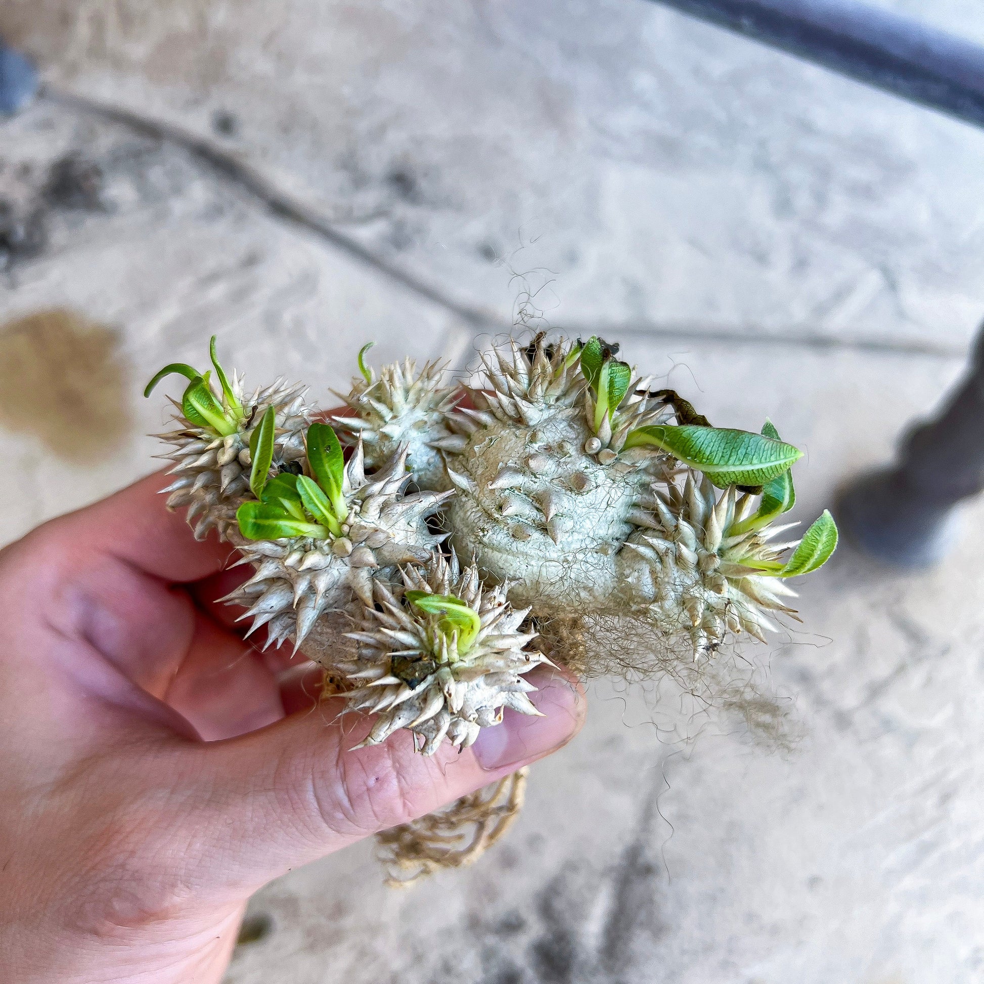 Bevicaule Baker (#M44) | Madagascar | Rare Caudex Succulent