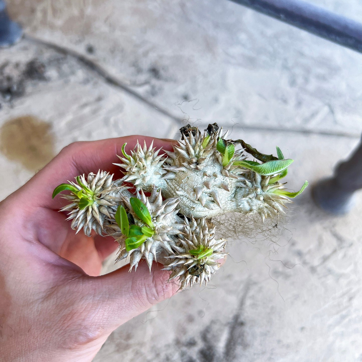 Bevicaule Baker (#M44) | Madagascar | Rare Caudex Succulent