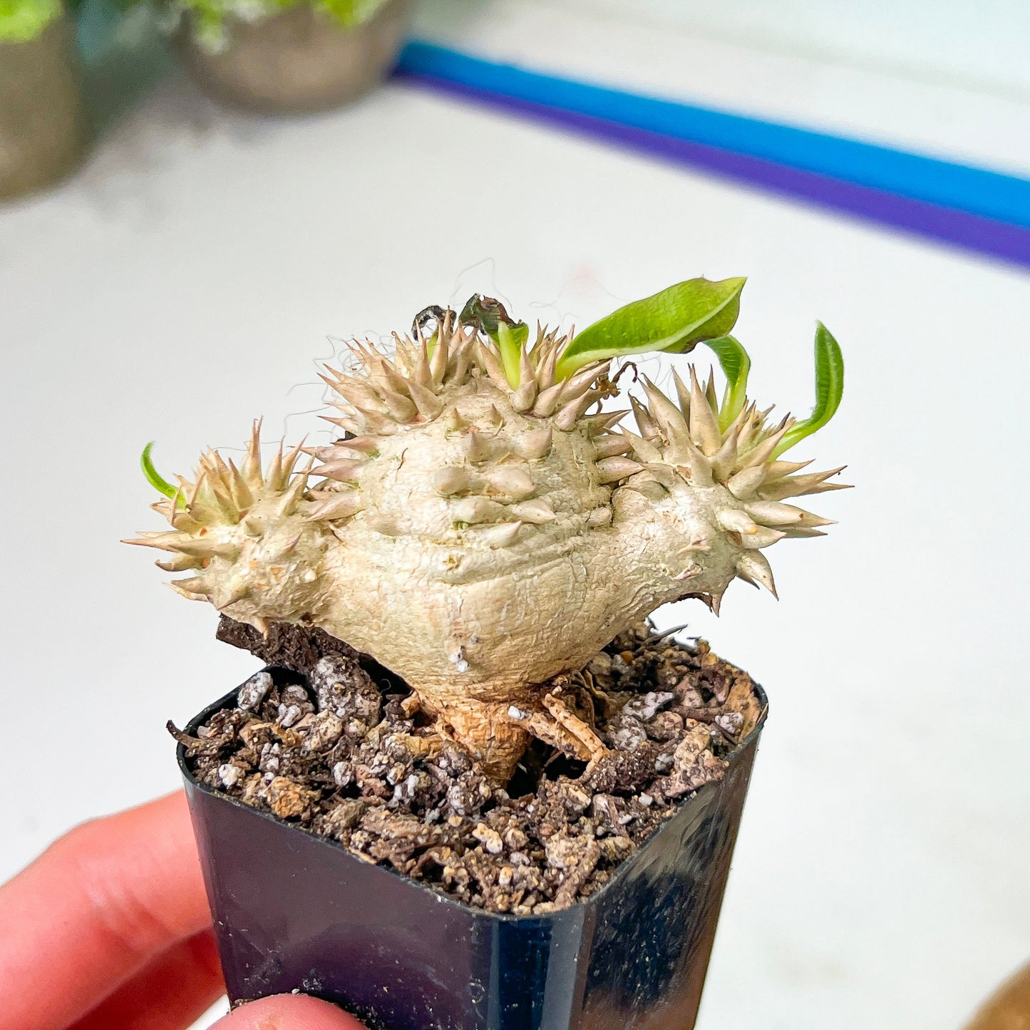 Bevicaule Baker (#M44) | Madagascar | Rare Caudex Succulent