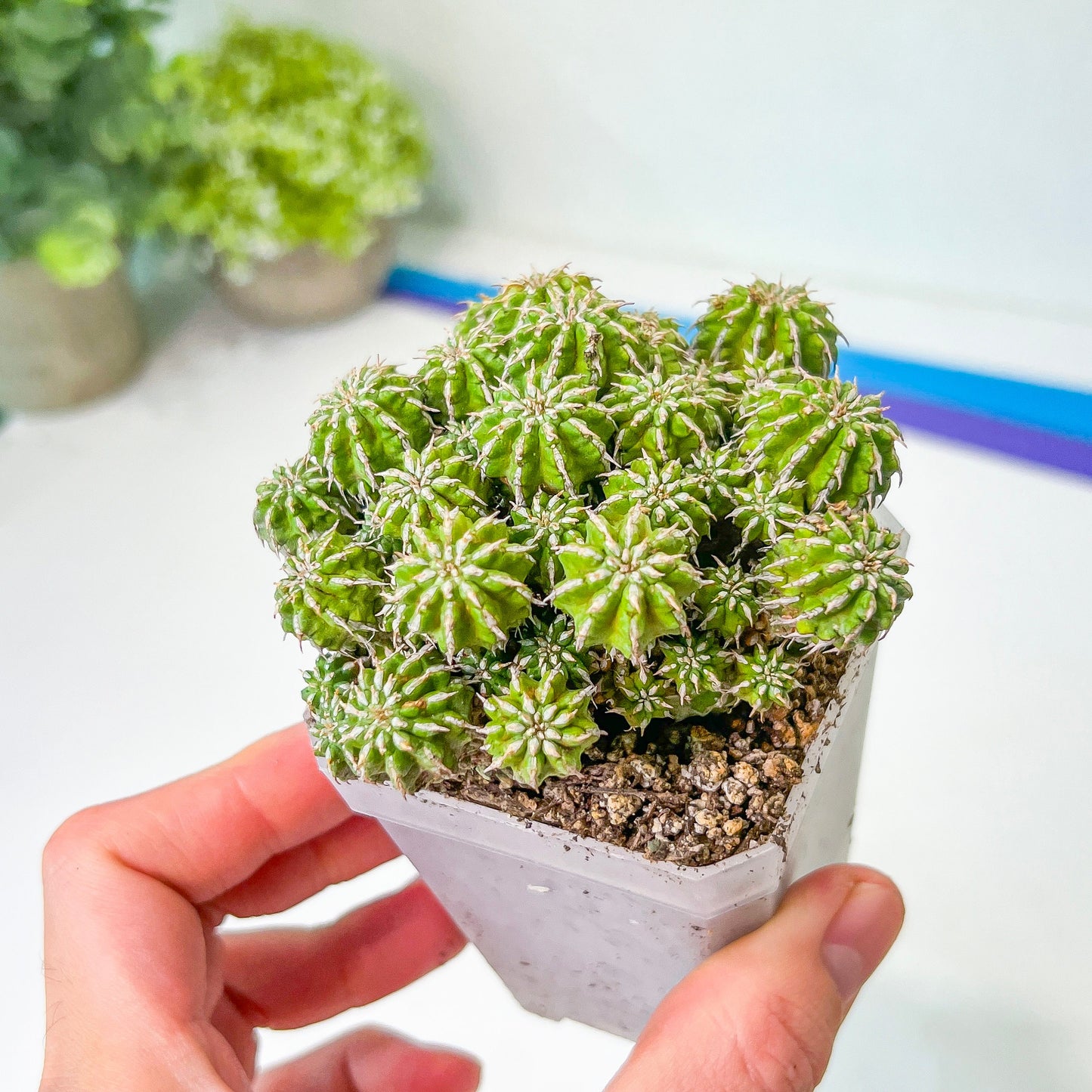 Sepulta Cluster Cactus (#M64) | Madagascar | 2.7" Planter