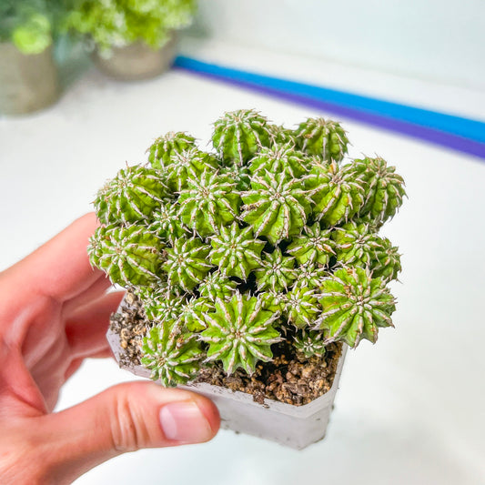 Sepulta Cluster Cactus (#M64) | Madagascar | 2.7" Planter