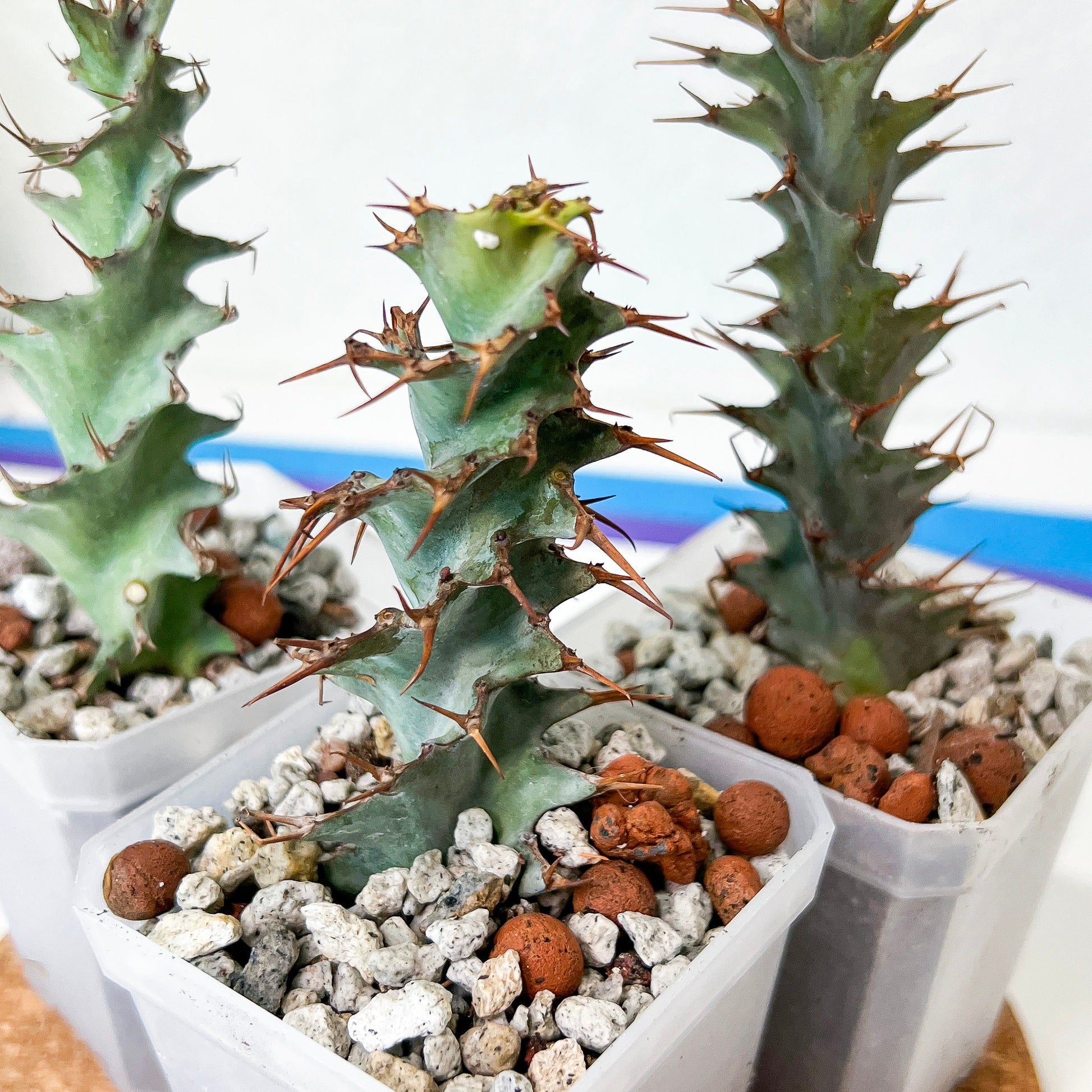 Euphorb Tortollis (#M44) | Twisted Plants | 2" Planter