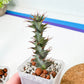 Euphorb Tortollis (#M44) | Twisted Plants | 2" Planter