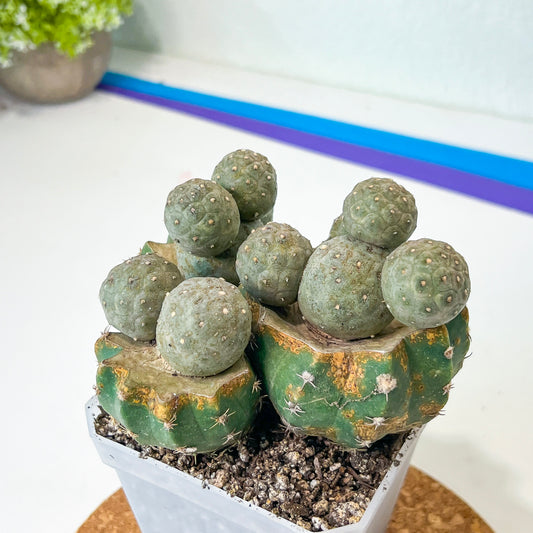 Rare Cactus - Tephrocactus Geometricus Grafted (#M64) | Balls Cactus | Round Cactus