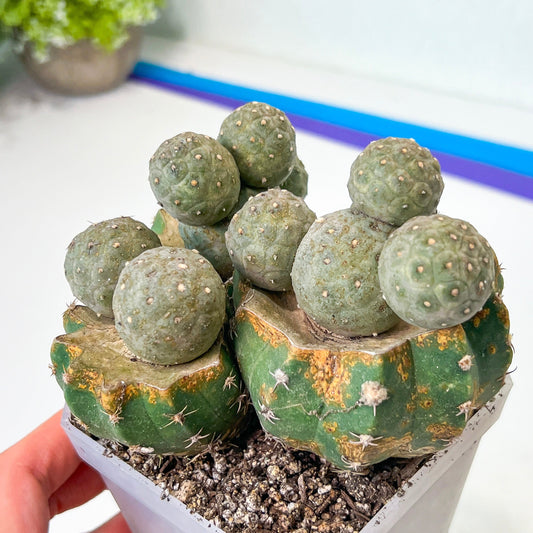 Rare Cactus - Tephrocactus Geometricus Grafted | Balls Cactus | Round Cactus