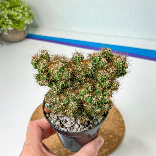 Cereus Pervanianus Monstrose (#A14) | Rare Cactus | Indoor Cactus | 3.5" Planter