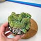 Indigo Wave Myrtillocactus Crested (#A14) | Rare Cactus | Indoor Cactus | 3.5" Planter