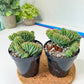 Indigo Wave Myrtillocactus Crested (#A14) | Rare Cactus | Indoor Cactus | 3.5" Planter