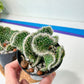 Cactus Subulata Cristata Snow Bridge (#A14) | Indoor Cactus | 3.5" Planter