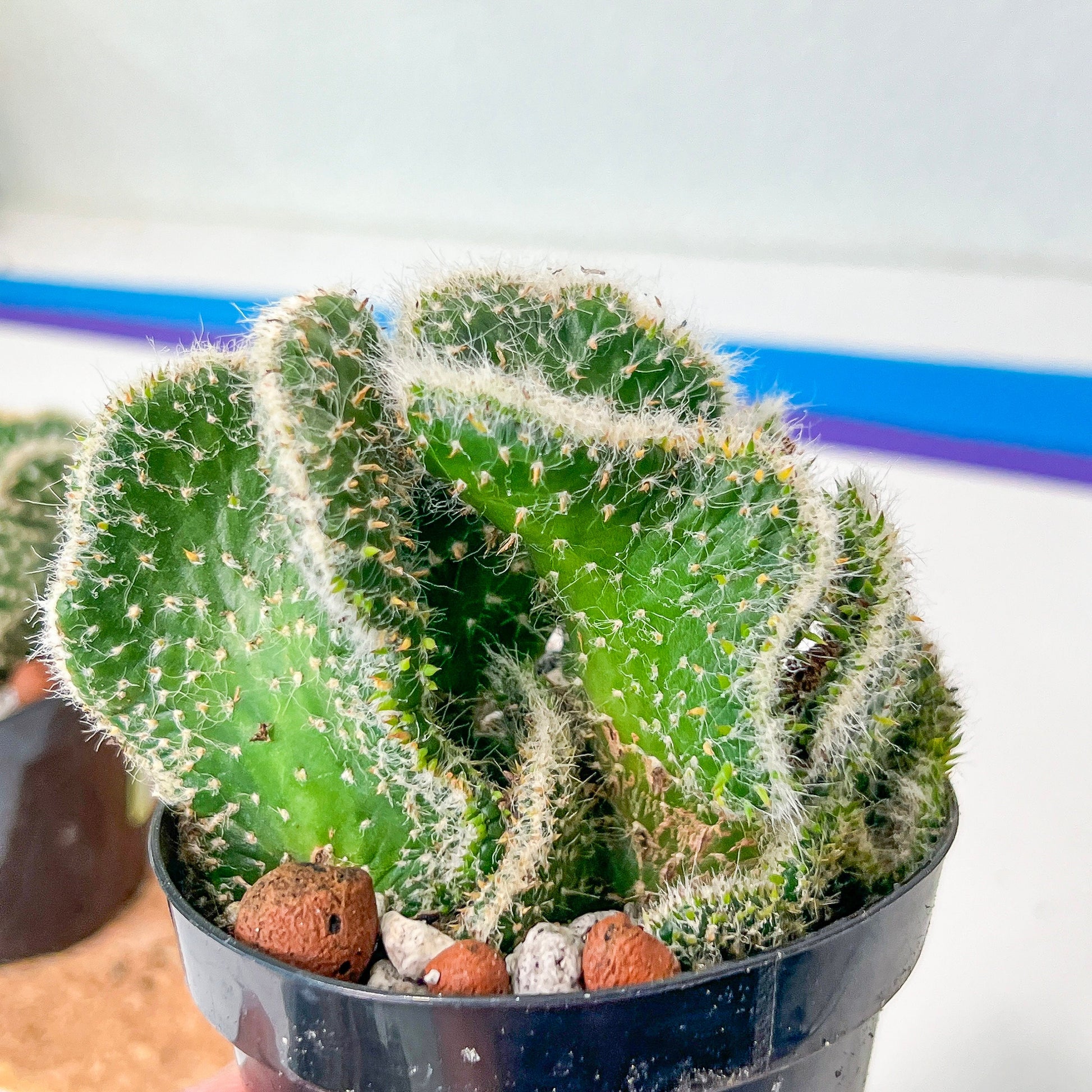 Cactus Subulata Cristata Snow Bridge (#A14) | Indoor Cactus | 3.5" Planter