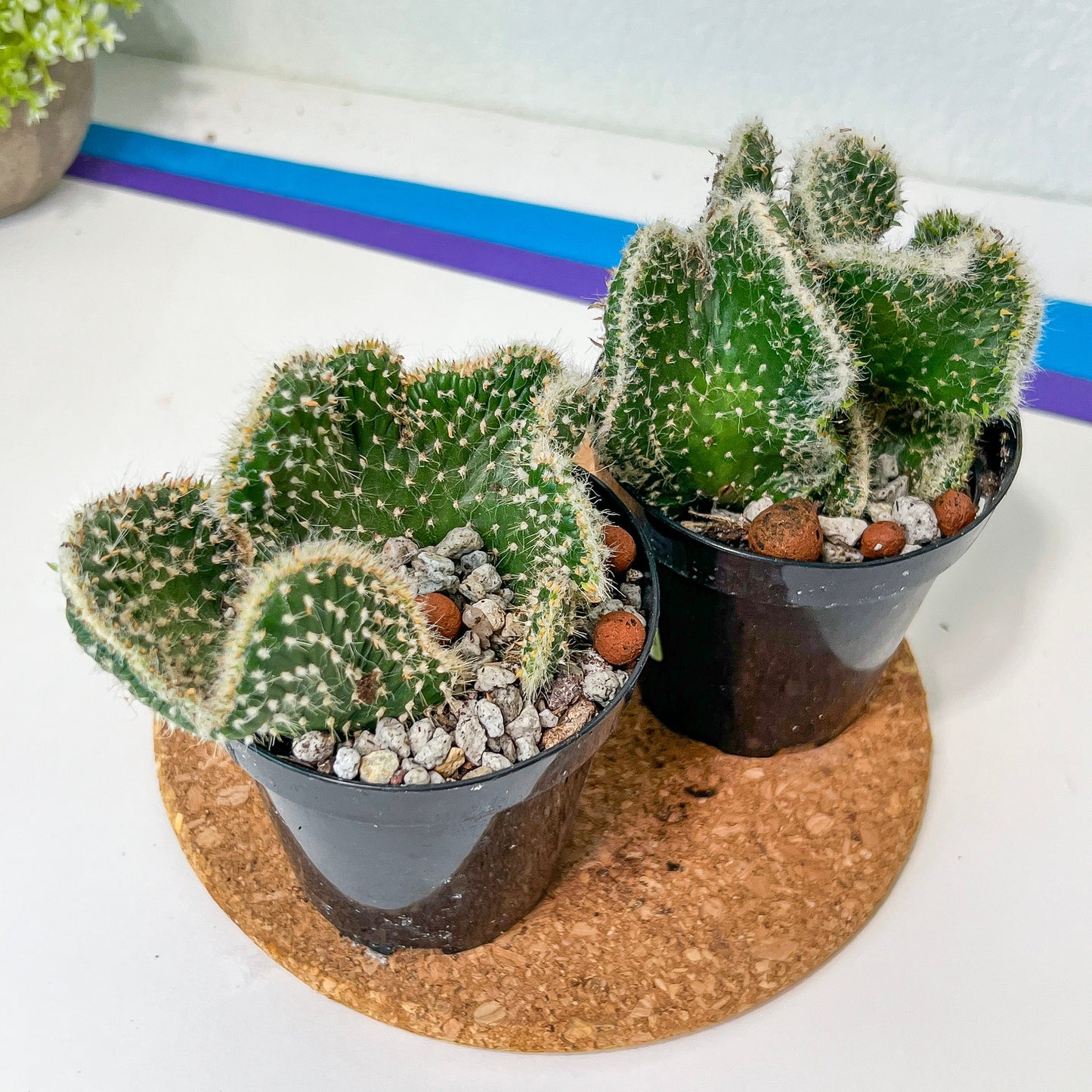 Cactus Subulata Cristata Snow Bridge (#A14) | Indoor Cactus | 3.5" Planter