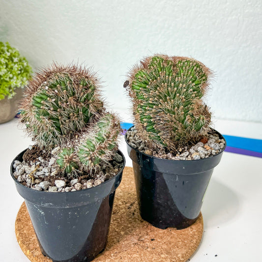 Stenocereus Hollianus Cristata (#A14) | Rare Cactus | Indoor Cactus | 3.5" Planter
