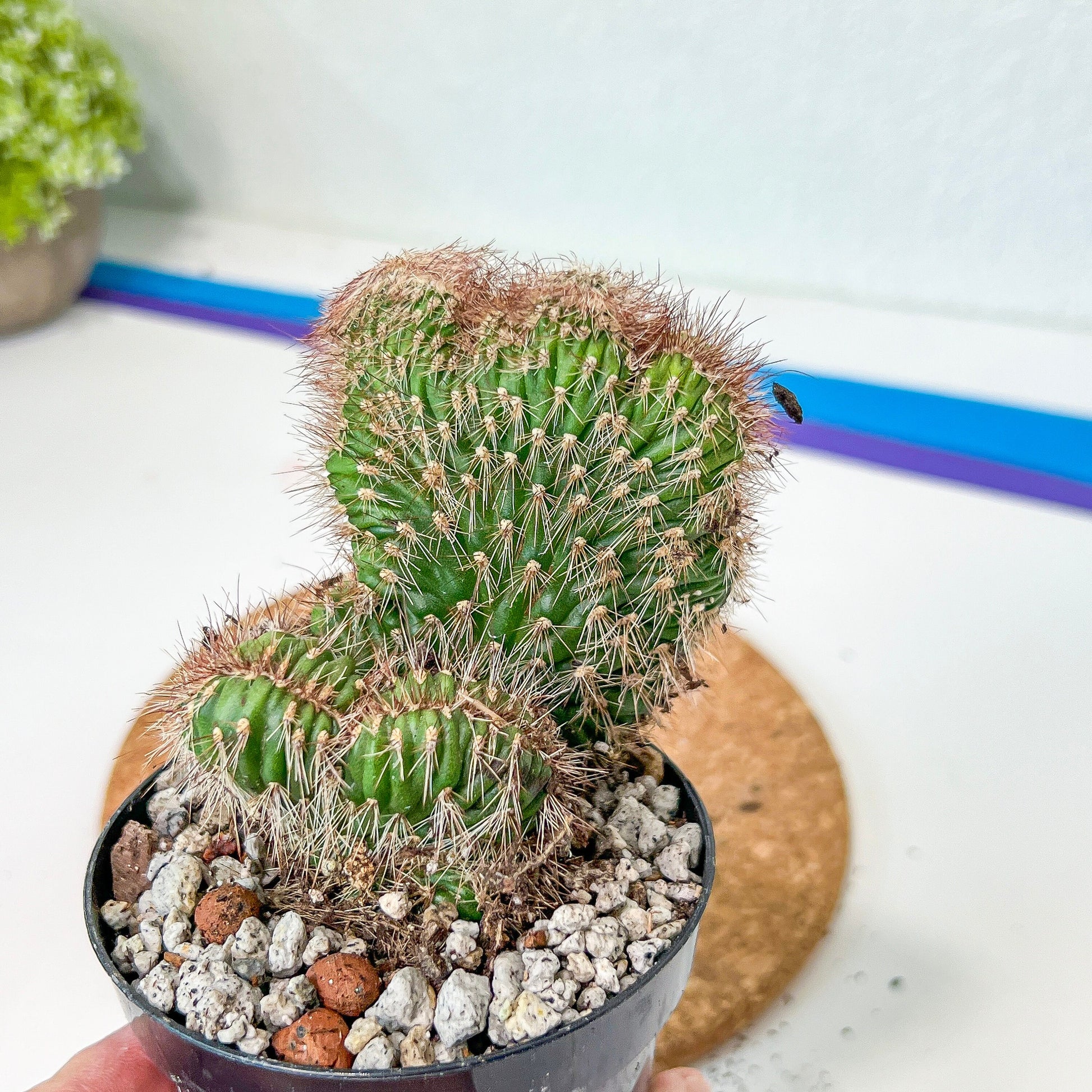 Stenocereus Hollianus Cristata (#A14) | Rare Cactus | Indoor Cactus | 3.5" Planter