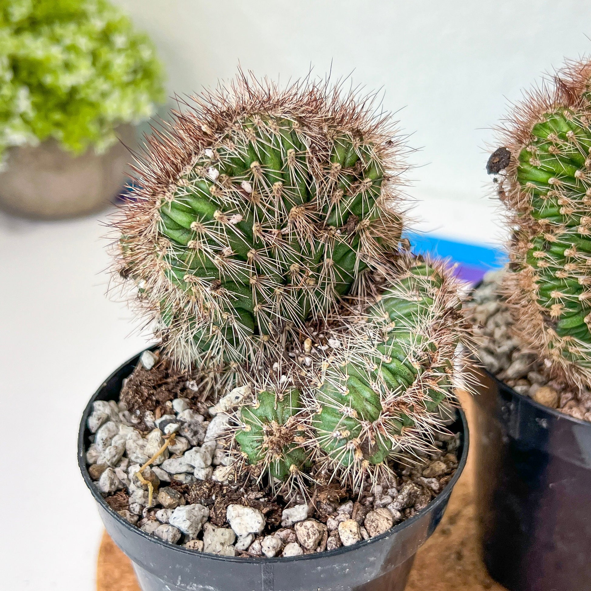 Stenocereus Hollianus Cristata (#A14) | Rare Cactus | Indoor Cactus | 3.5" Planter