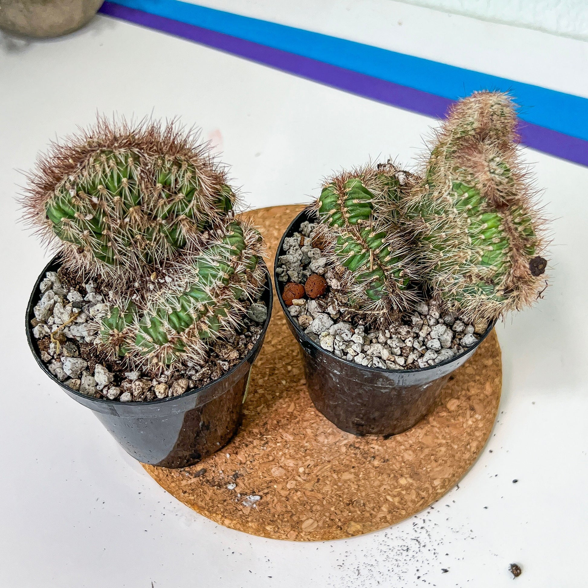 Stenocereus Hollianus Cristata (#A14) | Rare Cactus | Indoor Cactus | 3.5" Planter