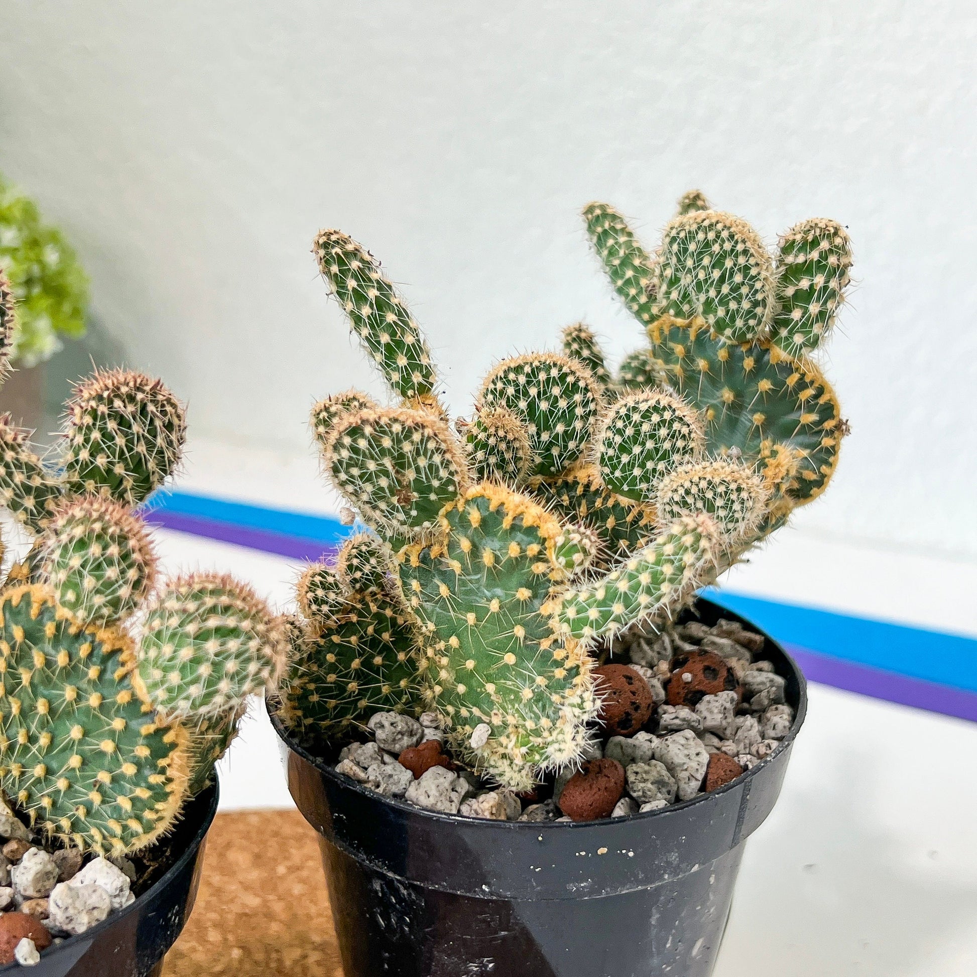 Medium Opuntia Parryi v. Serpentina Cristata (#A14) | Indoor Cactus | 3.5" Planter