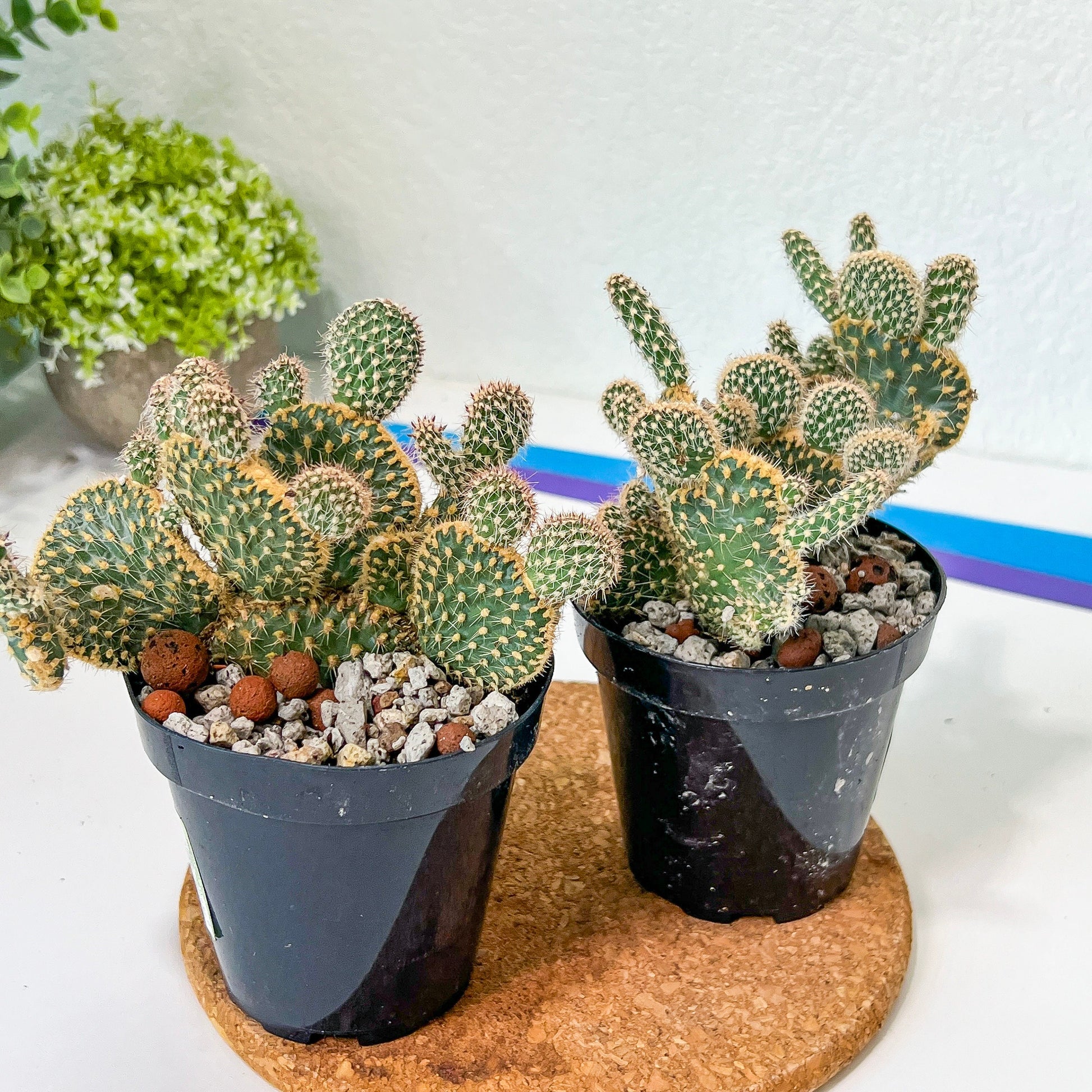 Medium Opuntia Parryi v. Serpentina Cristata (#A14) | Indoor Cactus | 3.5" Planter