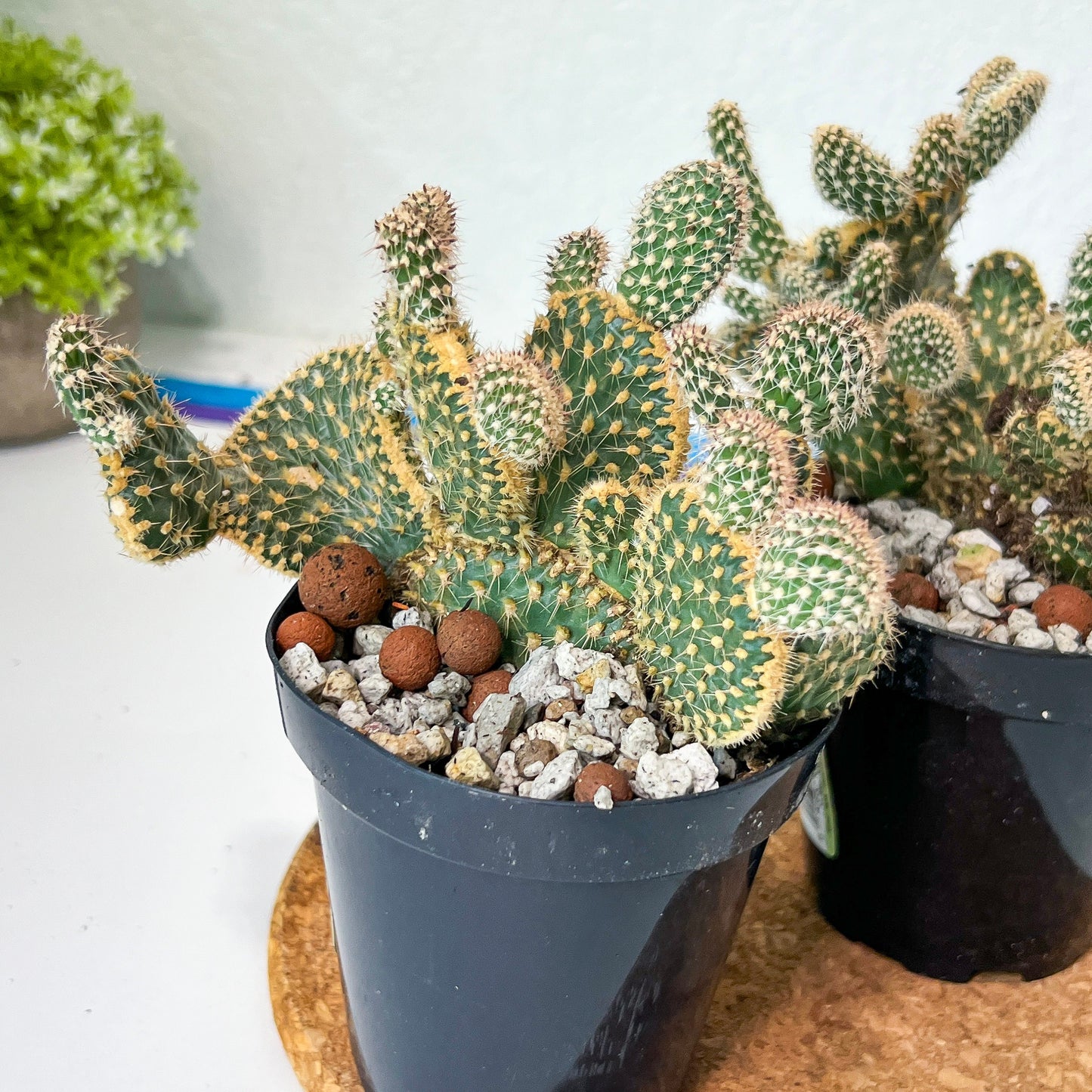 Medium Opuntia Parryi v. Serpentina Cristata (#A14) | Indoor Cactus | 3.5" Planter