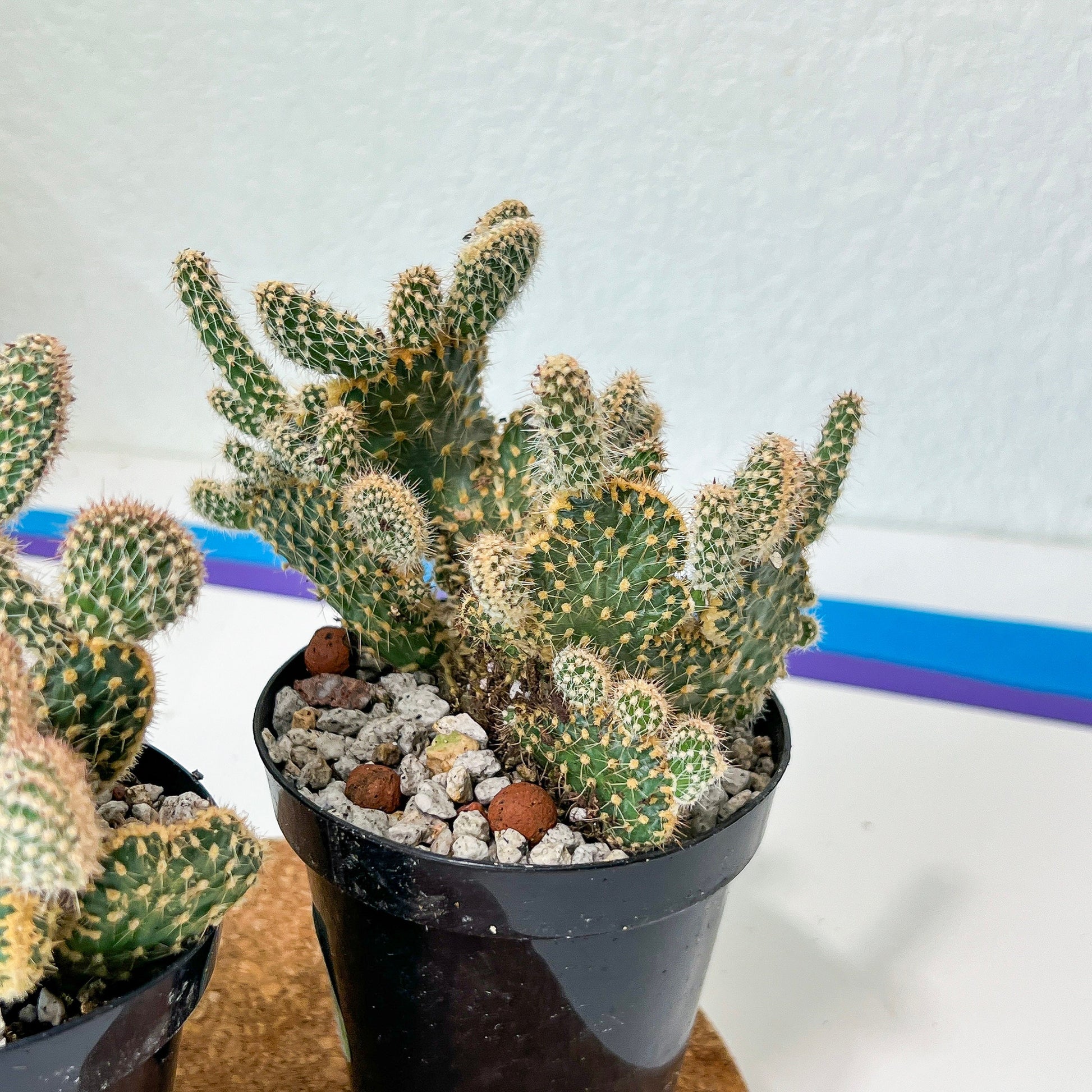 Medium Opuntia Parryi v. Serpentina Cristata (#A14) | Indoor Cactus | 3.5" Planter