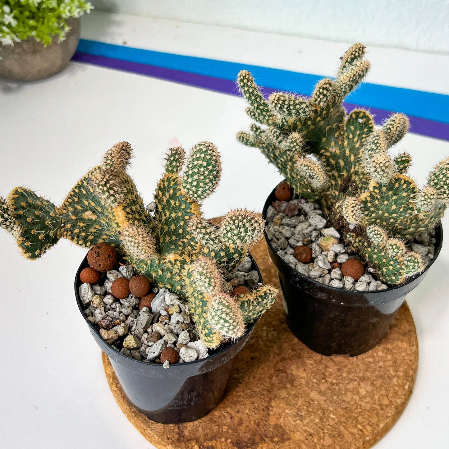 Medium Opuntia Parryi v. Serpentina Cristata (#A14) | Indoor Cactus | 3.5" Planter