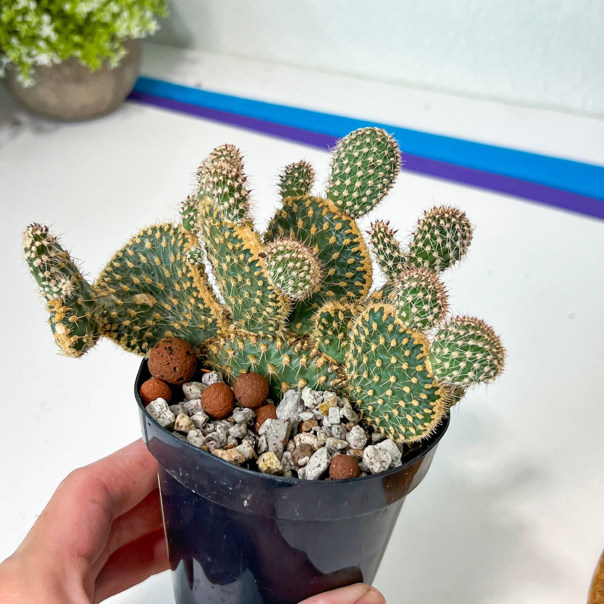 Medium Opuntia Parryi v. Serpentina Cristata (#A14) | Indoor Cactus | 3.5" Planter