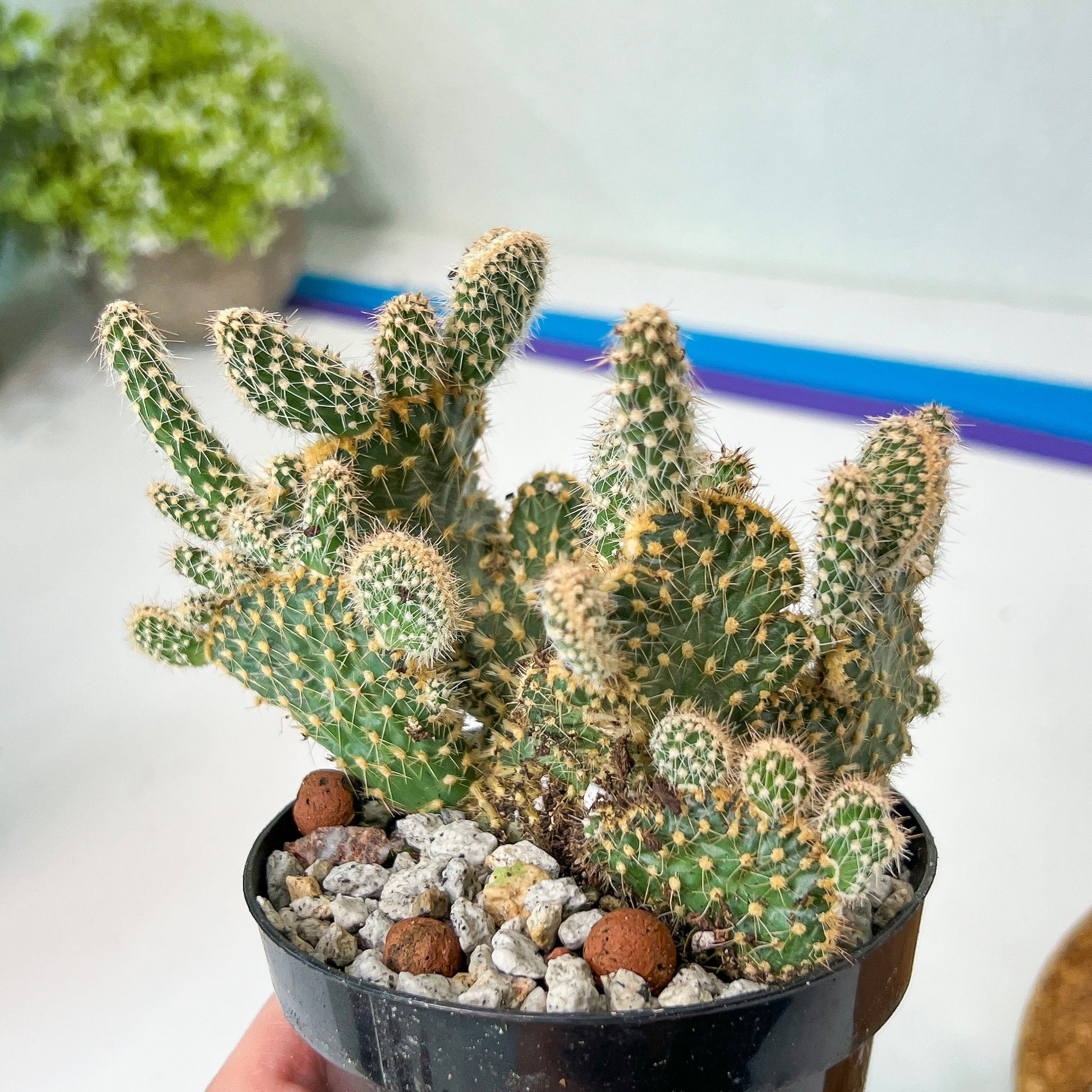 Medium Opuntia Parryi v. Serpentina Cristata (#A14) | Indoor Cactus | 3.5" Planter