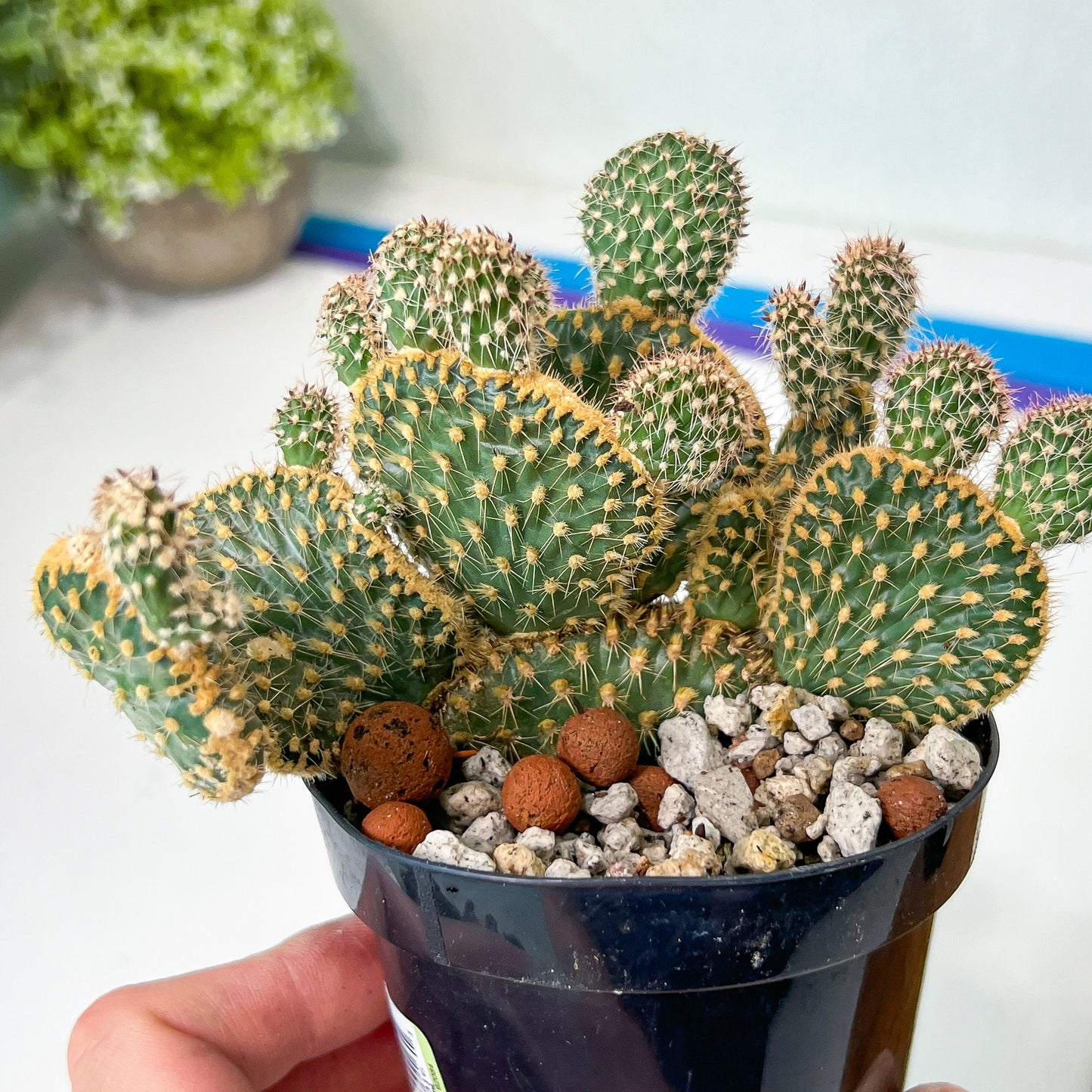 Medium Opuntia Parryi v. Serpentina Cristata (#A14) | Indoor Cactus | 3.5" Planter