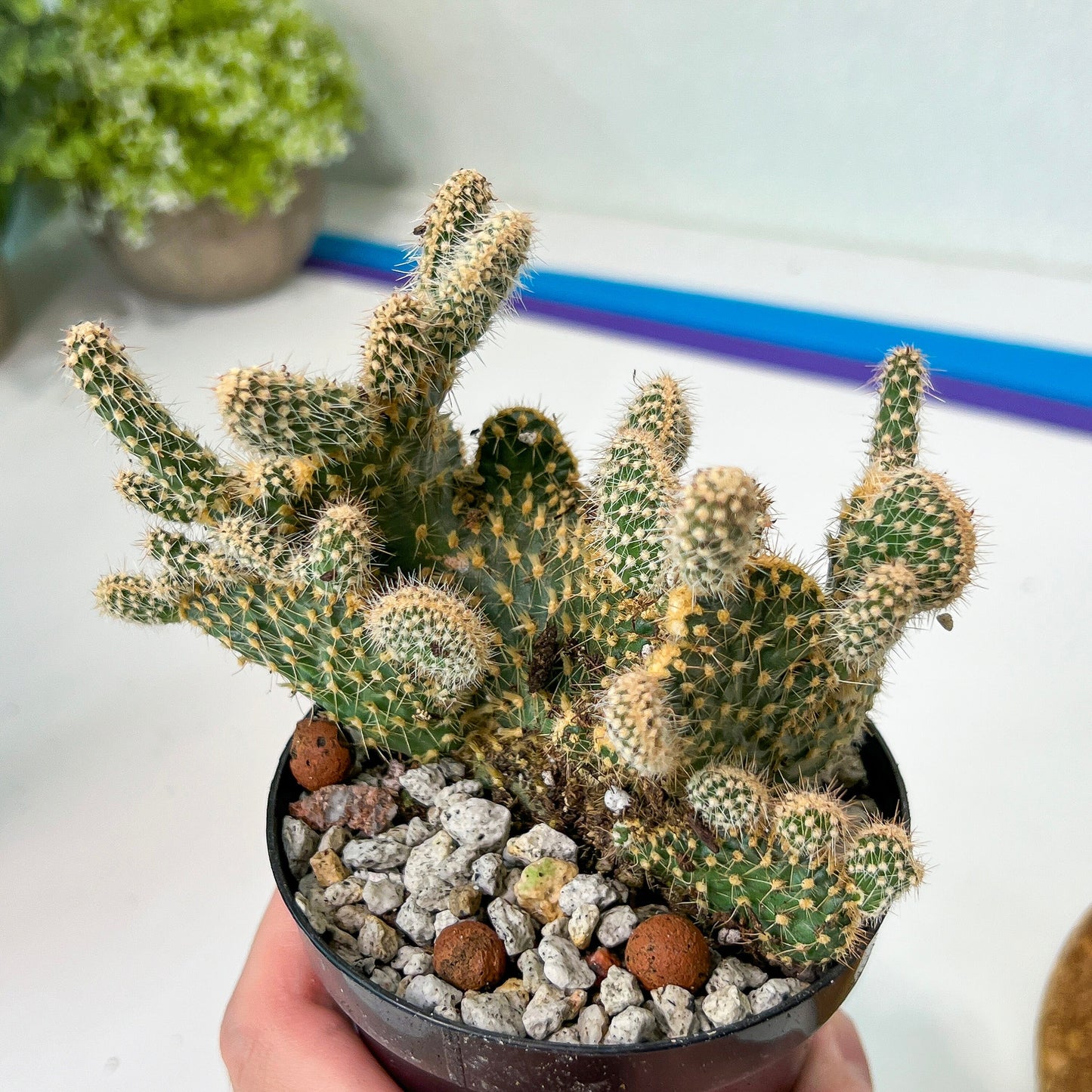 Medium Opuntia Parryi v. Serpentina Cristata (#A14) | Indoor Cactus | 3.5" Planter