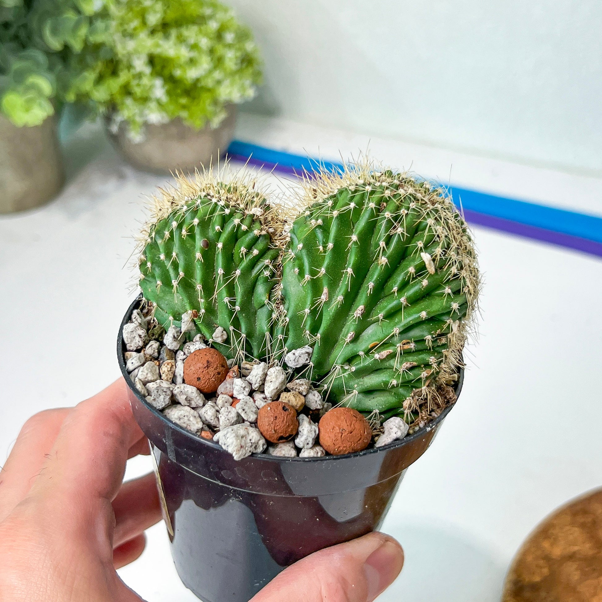 Euphorboides Cristata Cactus (#A14) | Indoor Cactus | 3.5" Planter