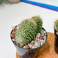 Euphorboides Cristata Cactus (#A14) | Indoor Cactus | 3.5" Planter