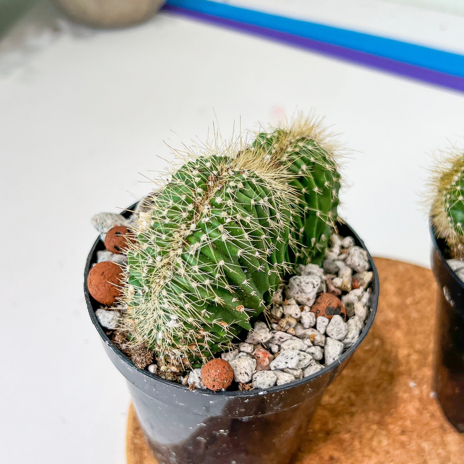 Euphorboides Cristata Cactus (#A14) | Indoor Cactus | 3.5" Planter