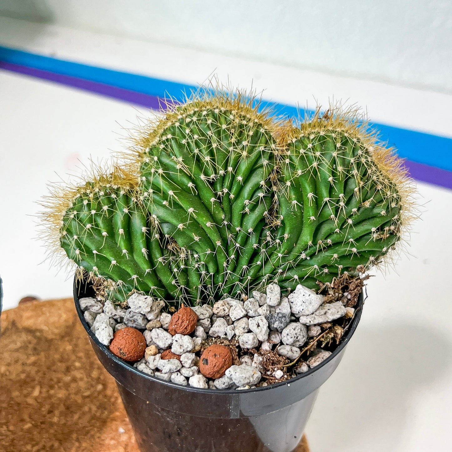 Euphorboides Cristata Cactus (#A14) | Indoor Cactus | 3.5" Planter