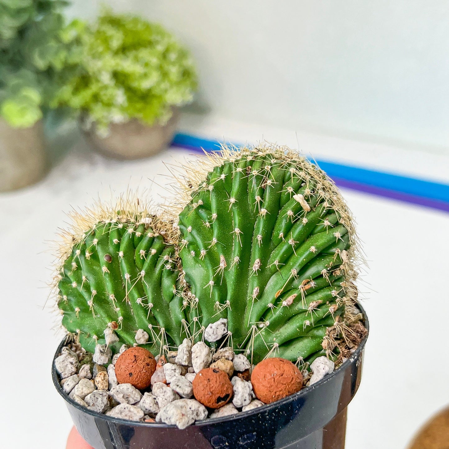 Euphorboides Cristata Cactus (#A14) | Indoor Cactus | 3.5" Planter