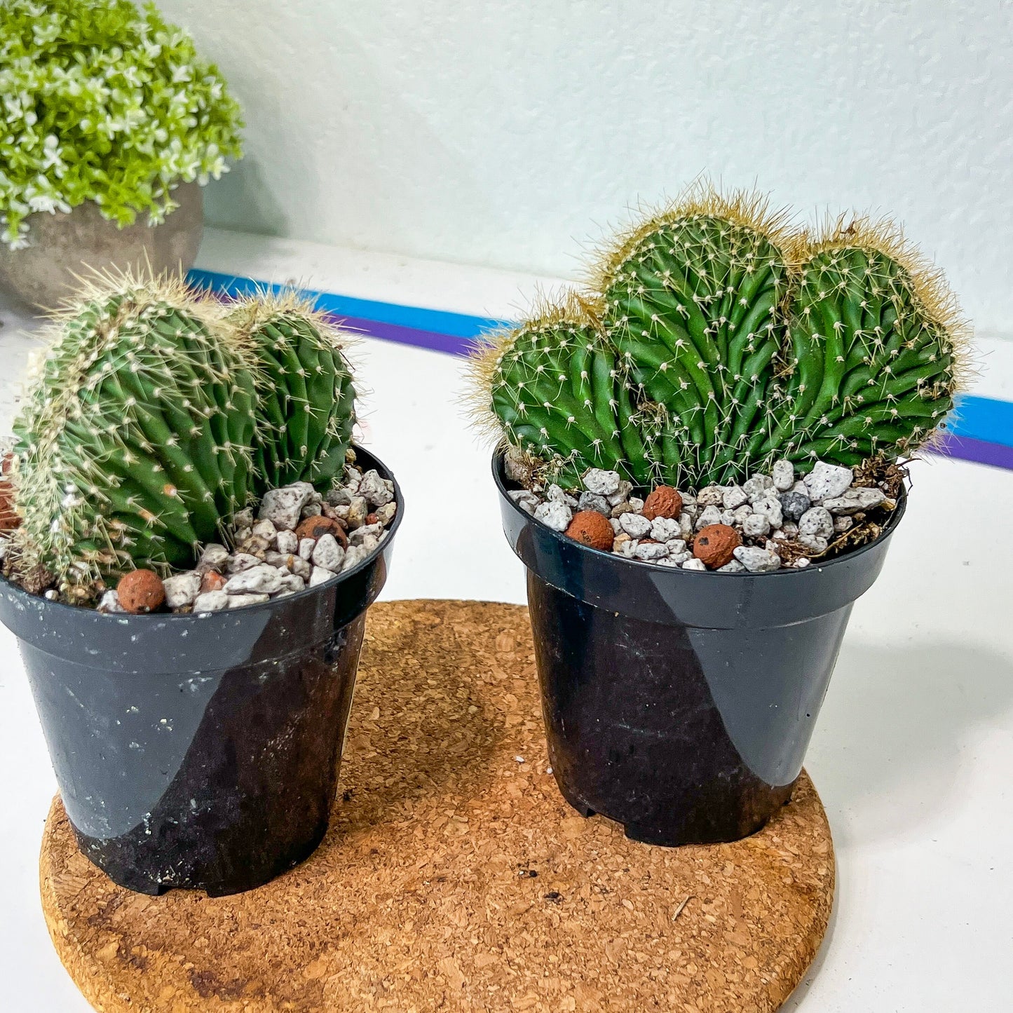 Euphorboides Cristata Cactus (#A14) | Indoor Cactus | 3.5" Planter