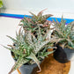 Aloe Star Blizzard (#A14) | Rare Agave | Indoor Succulents | 3.5" Planter
