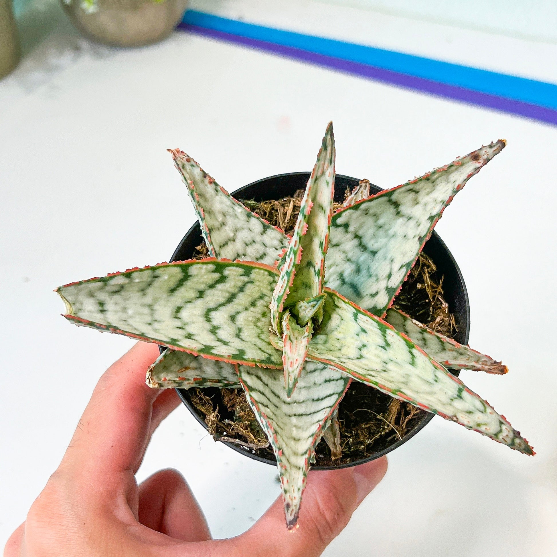 Rare - Aloe Candy Cane | Indoor Succulents | 3.5" Planter