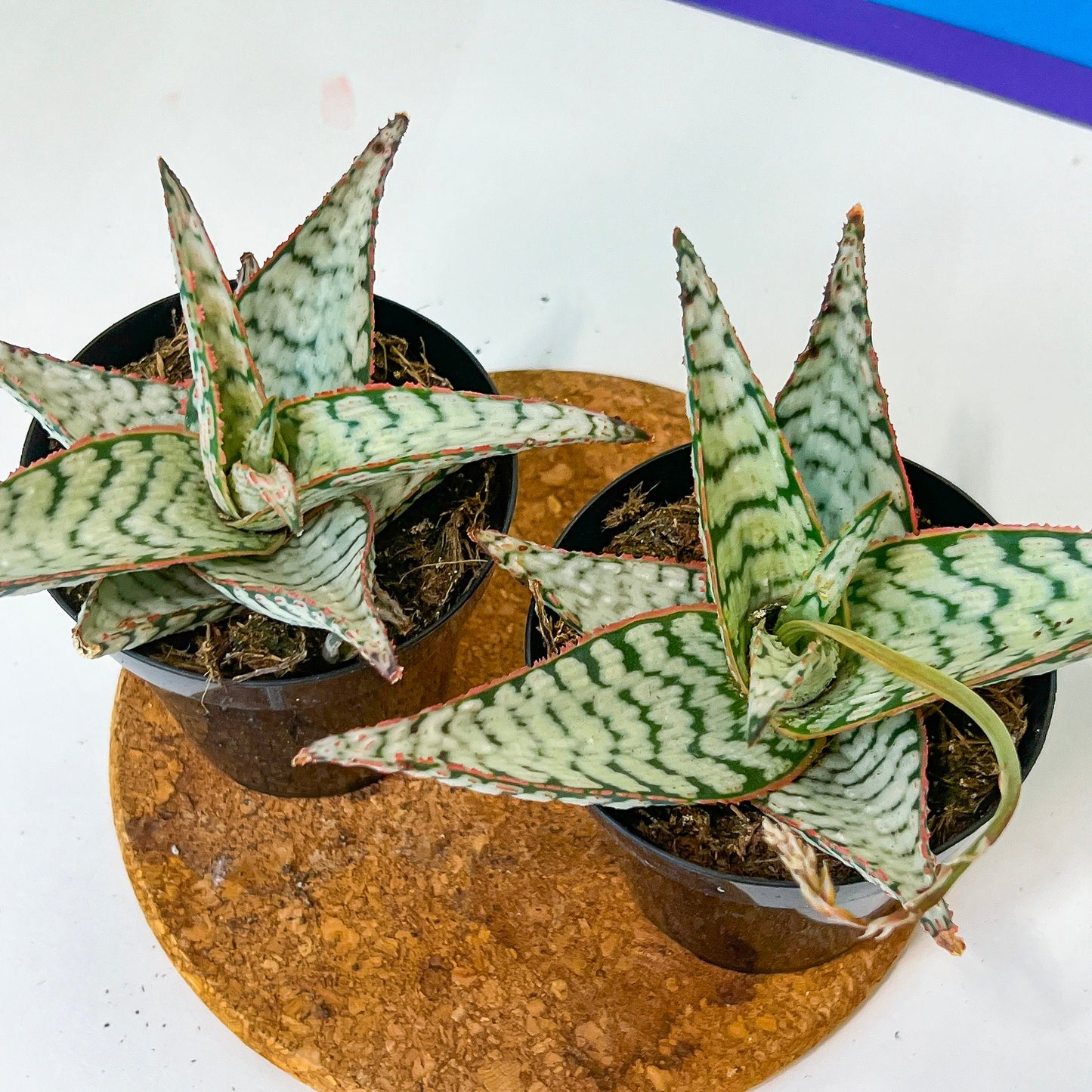 Rare - Aloe Candy Cane | Indoor Succulents | 3.5" Planter