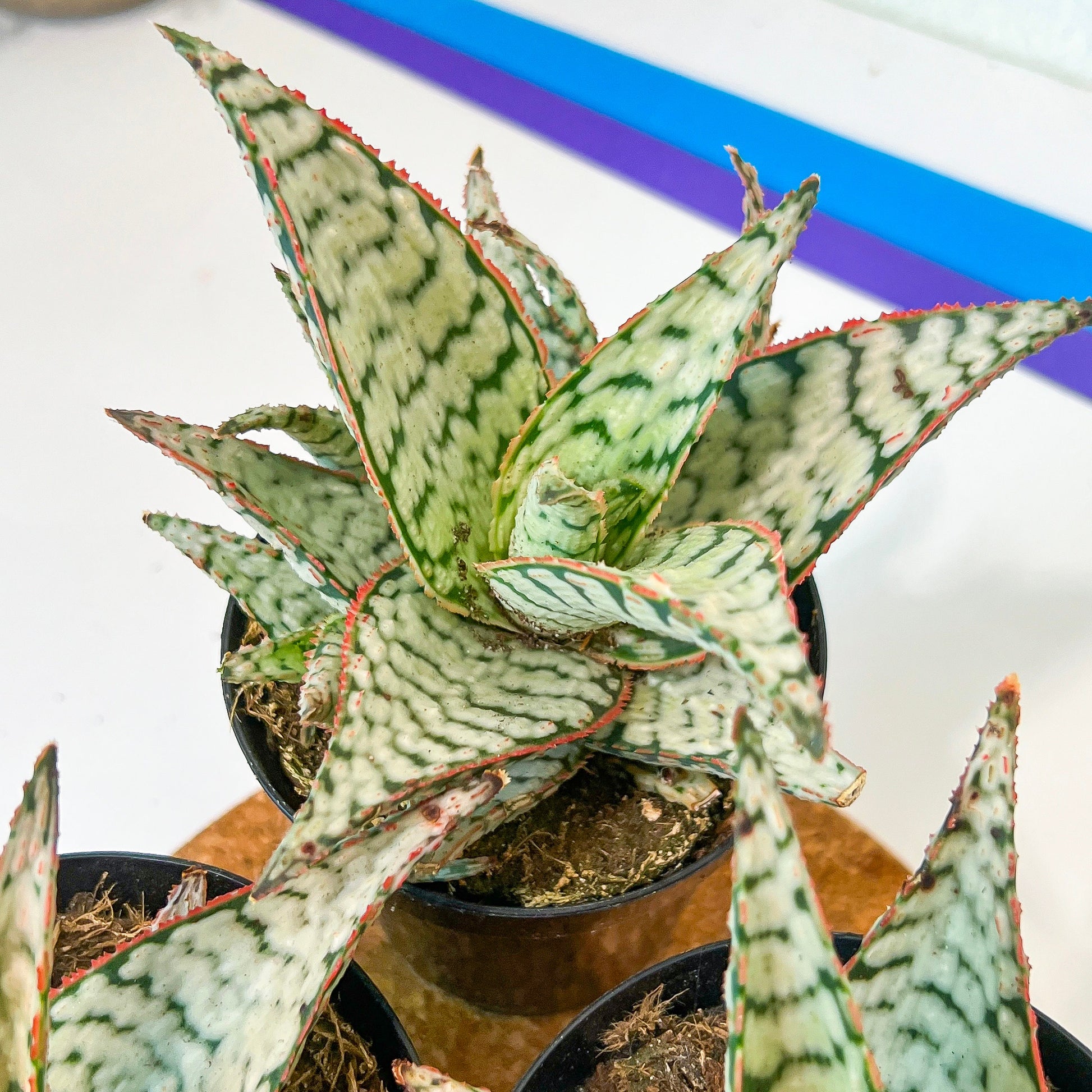 Rare - Aloe Candy Cane | Indoor Succulents | 3.5" Planter