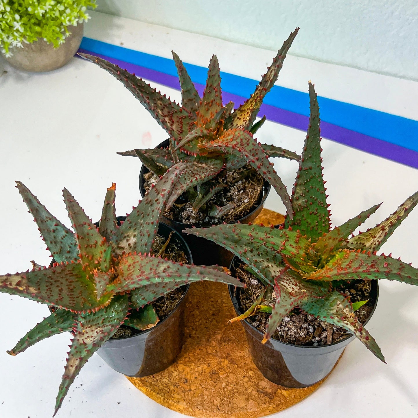 Rare - Aloe AJR Hybrid | Indoor Succulents | 3.5" Planter