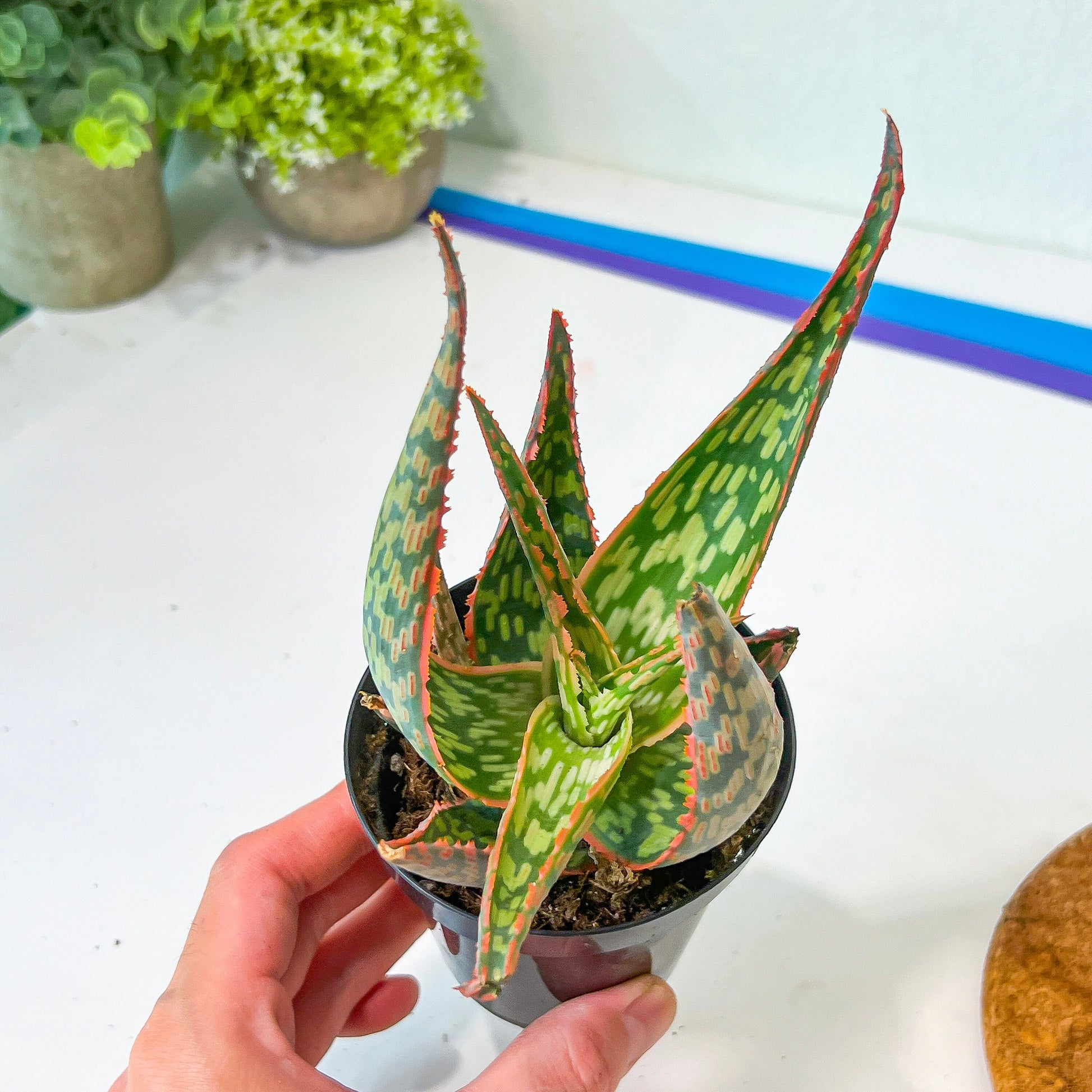 Rare - Aloe Neon Nici | Indoor Succulents | 3.5" Planter