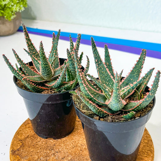Rare - Aloe Purple Haze | Indoor Succulents | 3.5" Planter