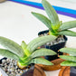 Sansevieria BONCEL PLATINUM (#RA13) | Indoor Snake plant | 2" Planter