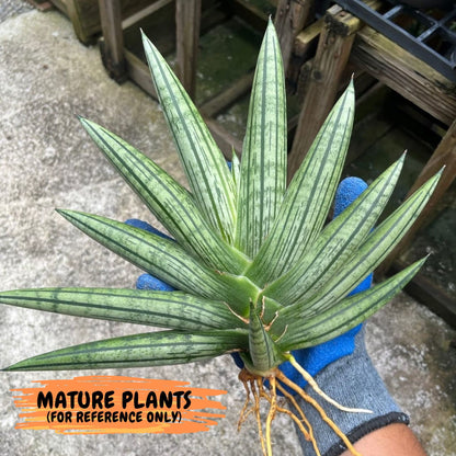 Sansevieria Fatman (9) | Rare Plant