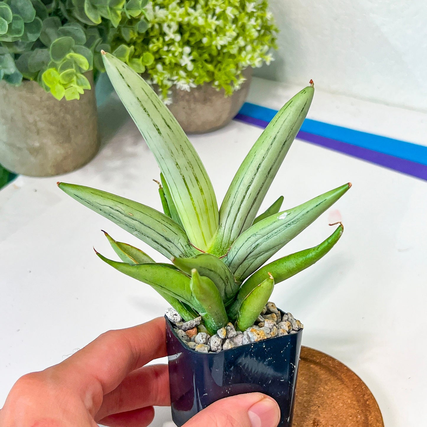 Sansevieria Iceman (#RA17) | Imported House Plants | Indoor Snake plant | 2" Planter