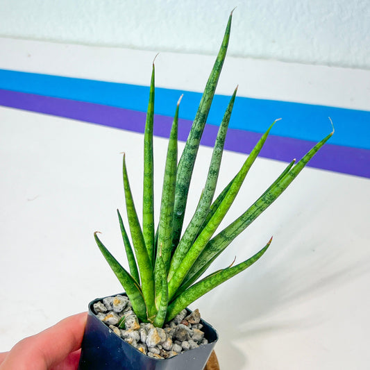 Sansevieria Blue Torch | Imported Indoor Snake Plant | 2" Planter