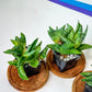 Sansevieria Mini Boncel Cluster (#RA21) | Imported Indoor Snake Plant | 2" Planter
