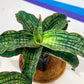 Sansevieria Cleopatra (#RA5) | Imported Indoor Snake Plant | 2" Planter